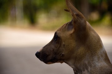 dog looking on green nature background