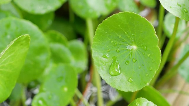 Dew on the Asiatic leaves
