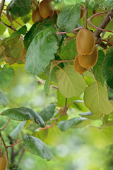 Kiwi fruits on a tree