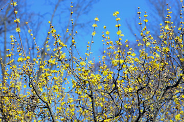 蝋梅咲く、蝋梅、春一番、早春、黄色の花、春の香り