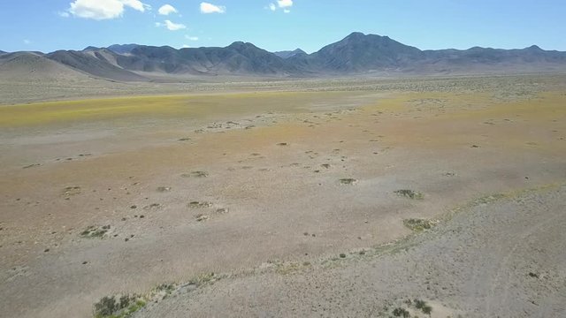 Desert Flowers, purple & yellow flower bed aerial drone footage. From time to time rain comes to Atacama Desert, when happens thousands flowers grow in the desert, amazing "Desierto Florido" Part 3/10