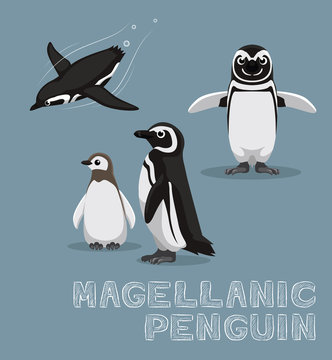 Magellanic Penguin Cartoon Vector Illustration