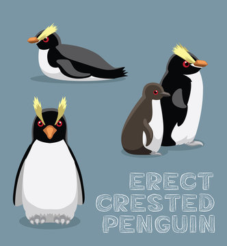 Erect-Crested Penguin Cartoon Vector Illustration
