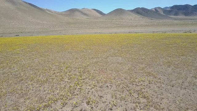 Desert Flowers, yellow flower bed fields aerial drone footage. From time to time rain comes to Atacama Desert, when happens thousands flowers grow in the desert, amazing "Desierto Florido" Part 2/2
