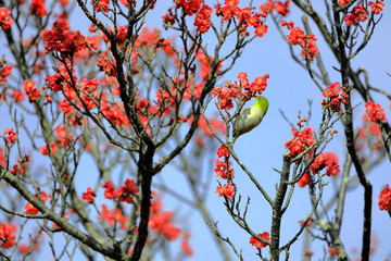 春の野鳥、梅にメジロ、メジロ、紅梅、春イメージ、春風景、グリーン