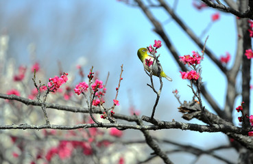 春の野鳥、梅にメジロ、メジロ、紅梅、春イメージ、春風景、グリーン