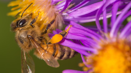 Closeup macro bee with pollen on leg while on a purple wild flower  