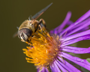 Closeup detailed image of furry fly species on a beautiful purple wildflower 