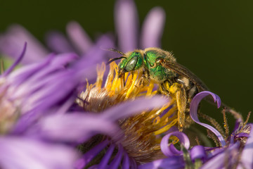 Believe this is a splendid metallic green bee - on a wildflower in the Eloise Butler Wildflower Garden in Minneapolis, Minnesota