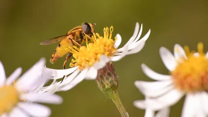 Fotobehang Macro of big flower fly species (helophilus) with great detail on wildflower in the Eloise Butler Wildflower Garden in Minneapolis, Minnesota © natmacstock