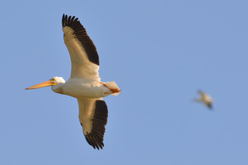 American white pelican in flight on the Minnesota River during fall migrations