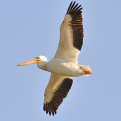 American white pelican in flight on the Minnesota River during fall migrations