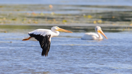 Fototapeta na wymiar American white pelican in flight on the Minnesota River during fall migrations