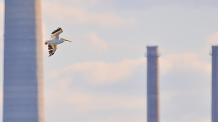 American white pelican flying with coal power plant smoke stack in background taken in the Minnesota Valley National Wildlife Refuge