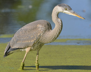 Great blue heron in wetland off of Minnesota River with beautiful blurry bokeh background taken in fall before migration