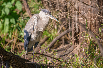 Great blue heron sleeping with eyes shut while perched on a fallen tree trunk in a wetland off the Minnesota River on a sunny fall day