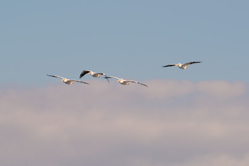 Obraz premium American white pelicans in fall migrations on the Minnesota River in the Minnesota River National Wildlife Refuge