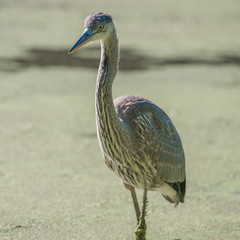 Great blue heron on a sunny day - I believe this is a juvenile