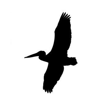 recommend clip art: Silhouette of an american white pelican in flight taken on the Minnesota River
