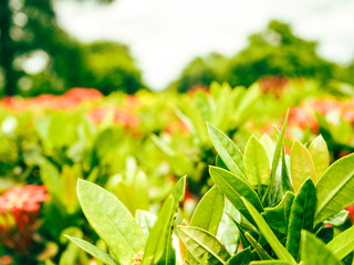 Close up of green West Indian Jasmine leaves on the blurry of red West Indian Jasmine flower and green leaves background
