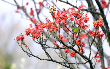 春の野鳥、梅にメジロ、メジロ、紅梅、春イメージ、春風景、グリーン