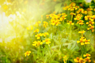 small yellow flower in summer sunlight in green meadow nature background