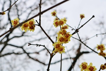 梅の花　ロウバイ　冬　茨城