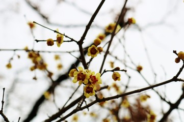 蠟梅　梅の花　冬　茨城