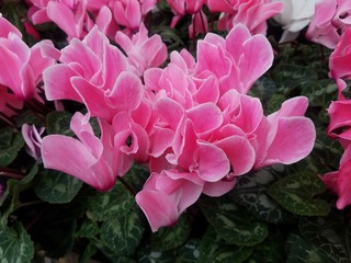 pink flower in the garden