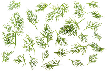 Green fresh dill isolated on white background.