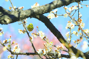 春の野鳥、梅にメジロ、メジロに白梅、春イメージ、春風景、グリーン