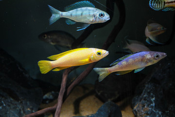 Lemon Cichlid(Neolamprologus leleupi) and Leptosoma Cichlid