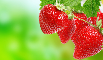 garden healthy ripe strawberries
