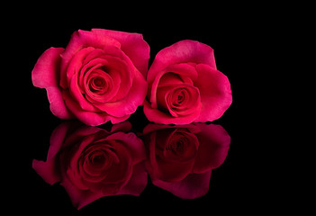 Two Pink Rose Flowers Reflecting on Black Background