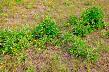 Obraz premium Medicinal plants in the fields