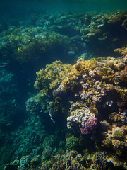Naklejka na ściany i meble Coral reefs in Red sea
