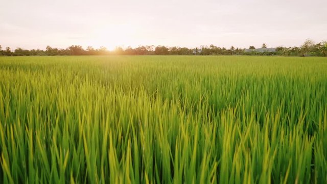Rice field green grass and sunset landscape background with slow motion scene.
