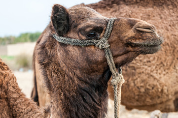 portrait of camel in desert