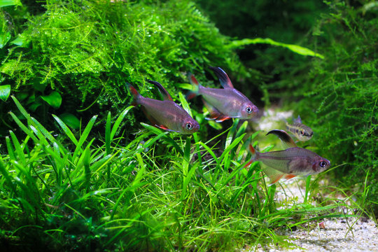 Rosy Tetra Fish (Hyphessobrycon rosaceus)