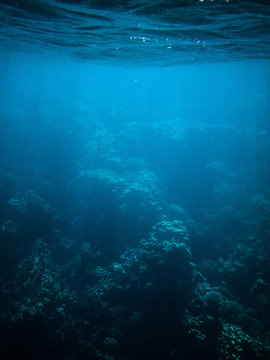 underwater photo of coral reefs in red sea with blue water