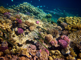 Naklejka na ściany i meble Underwater photo of cornetfish with coral reefs in red sea