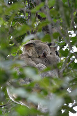 Koala sleeping on a gum tree