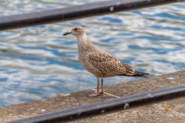 seagull