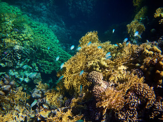 Underwater photo of Chromis fishes with coral reefs in red sea