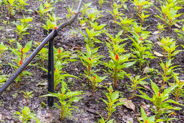 Automatic sprinkler system watering in cozy home flower garden on summer.