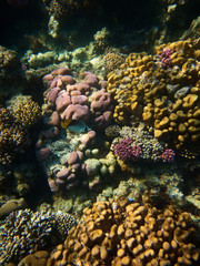 Fototapeta na wymiar Underwater photo of threadfin butterflyfish and coral reefs in red sea