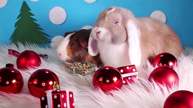 Cute winter bunny rabbit lop dwarf pet concept