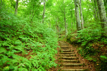 Obraz premium 世界遺産 白神山地の森