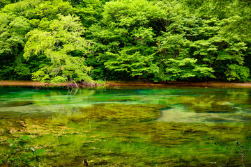 青森　奥入瀬渓流