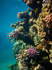 Underwater photo of emperor angelfis at coral reefs in red sea